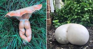 Mushroom - Does this qualify as mushroom porn? : r/mycology