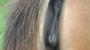 Mare Vagina Porn - Free beastiality vid with mare pussy close-ups. Free bestiality and animal  porn