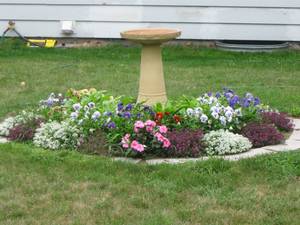 Bird Bath Porn - Flowers growing around our septic tank cover. The bird bath sits on top of  the