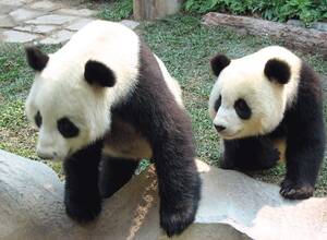 Asian Panda Porn - Forget panda porn: Breeders try last resort