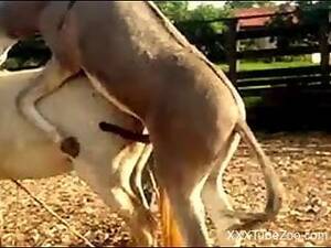 Donkey Porn - donkey Animal porn videos