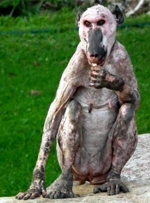 Baboon Tits - baboon that lost all her hair : r/WTF