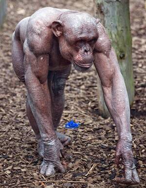 fat naked monkey - A hairless chimpanzee : r/WTF