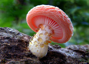 Mushroom - Rhodotus palmatus