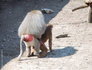 Baboon Sex - Baboon Monkeys during copulation. A couple of baboon are having sex. Stock  Photo | Adobe Stock