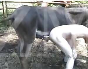 Bull Fucks Girl - Bull and cow - Extreme Porn Video - LuxureTV