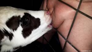 Cow Porn Video - Sexy cow #8682 puts its oral skills to a test