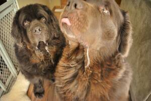 Dogstyle Porn - Up Close And Personal, Big Dog Style - My Brown Newfies