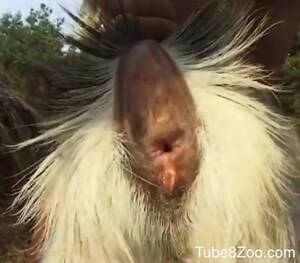 Goats Sex Movies - Sexy goat getting screwed in a vintage XXX movie