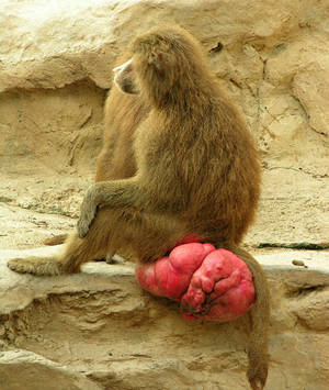 Baboon Sex - Female baboon in heat ...