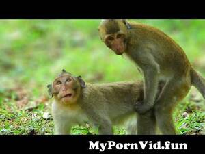 Monkey Fucks Girl Porn - young monkey fucking young monkey from monky xxx fucks girl Watch Video -  MyPornVid.fun