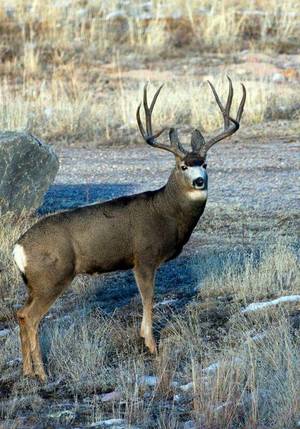 Elk Hunting Porn - Chama, NM