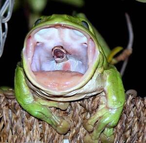Amazing Frog Porn - ðŸ”¥ Green Tree frog swallowing a snake : r/NatureIsFuckingLit