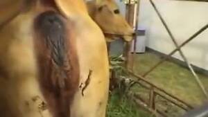 cow fisting pussy - Sexy cow showing its lovely pussy to a female zoophile