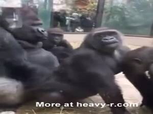 Monkey Sex Women - Gorilla Monkey Sex Videos - Free Porn Videos