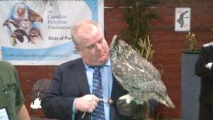 Bird Watching Porn - Ford to city employees: Watch porn on your own time | CBC News