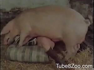 Farm Bestiality Porn - Amazing vintage farm bestiality with pigs, dogs and ponies