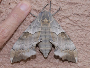 Crimson Hawk Moth Porn - Pachysphinx occidentalis occidentalis, the Big Poplar Sphinx (Wing span: 5  1/8 - 5 7/8 inches (13 - 15 cm)), flies in riparian areas and suburbs from  ...