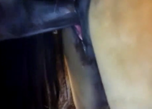 Equine Pony Mare Pussy - Horse eating the mare's pussy in heat and cumming inside - Zoo Porn