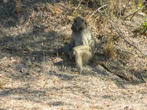 Baboon Sex - ... Baboons of what seemed like all age classes loped across the road in  front of me as I drove toward the Rest Camp as the sun was quickly sliding  toward ...