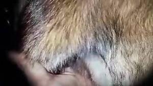 Furry Fisting Porn - Man fist fucks furry animal while filming himself