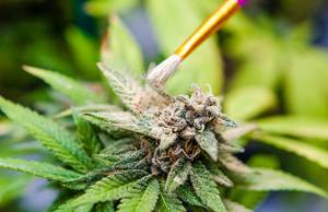 Cannabis - pollinating-marijuana-7