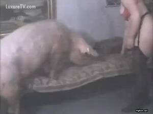 Japanese Pig Sex - Japanese Pig Fuck | Sex Pictures Pass