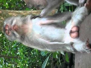 Monkey Porn - 