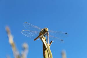 naturalist giving handjob - Directory of Work. List of all my current works, bothâ€¦ | by Johannes T.  Evans | Medium