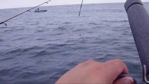 Kayak Porn - White Sea Bass fish porn from kayak II WSB limits Hobie AI