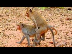 Monkeys Mating With Humans Sex - Kurongora kw'inkende: Monkeys Mating Meeting | Accouplement de Singes  DrÃ´les | é¢ç™½ã„ã‚µãƒ«ã®äº¤å°¾ Part 2 - YouTube