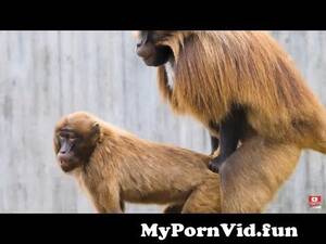 Baboon Sex - BABOON HAVING SEX ! from bp sex www Watch Video - MyPornVid.fun
