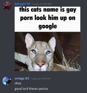 Look Up Gay Porn - This cats name is gay porn look him up on google omega #2 okay good lord  theres penice - iFunny