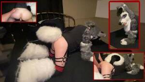 Furries Fucking Porn - FURRY WHUSKY BOY GETS FUCKED RAW & VIBED (Murrsuit) - Free Porn Videos -  YouPornGay