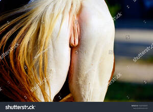 Equine Pony Mare Pussy - Close Picture Mares Female Horse Vulva Stock Photo 1020769597 | Shutterstock