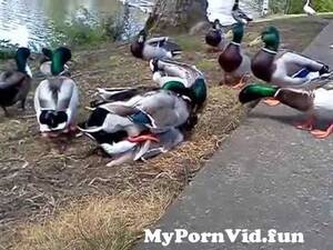 goose orgy - all male duck orgy from goose mating orgy Watch Video - MyPornVid.fun
