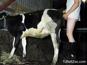 Cow Fucking Porn - cow-fuck Animal Videos