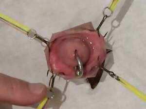 Fish Hooks Gay Porn - cock torture with fishhooks - manporn.xxx