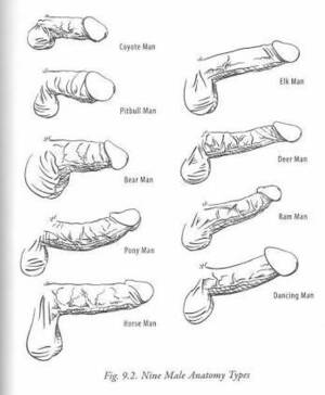 All Shapes Dicks Porn - Girls, Which penis shape feels the best? - Sexuality