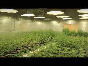 Kinky Anime Schoolgirl Porn - N.Y. health department to call for marijuana legalization