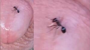 ants sucking dick - POV glans torture: warrior ant bites cockhead - ThisVid.com