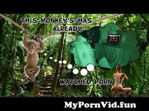 Monkey Watch Porn - This monkey has already watched porn. from lady and manki porn Watch Video  - MyPornVid.fun