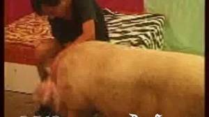 Men And Animal Porn - Man Fucked By A Boar Pig (Men And Animals, Petlust) - PornScum - Free Porn,  Tube Videos XXX, Artofzoo, Mexzoo, Zooskool, Zoo Porn, Zooporn, Dog porn,  Dog ...