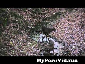 Doe Deer Porn - Whitetail buck breeding a doe - deer porn from big deer mating doe Watch  Video - MyPornVid.fun