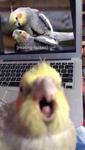 Bird Watching Porn - I caught my bird watching porn. : r/meme