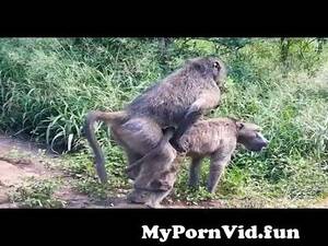 Baboon Sex - Chacma Baboons mating from redwap sex videos baboon sex Watch Video -  MyPornVid.fun