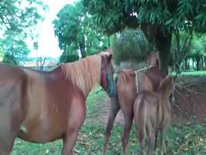 Foal Pussy - A horse grabs the chance to fuck Mare - LuxureTV
