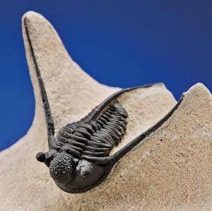 Insect Porn Anthropology - FINE AND RARE TRILOBITE Cyphaspis eberhardiei Devonian, Emsian stage  Timrhanrhart formation, Jbel Gara el