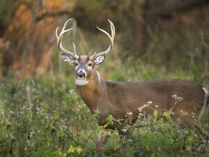 Buck Naked Porn - Buck Naked vs. Butt Naked: Which Is Right? | Merriam-Webster