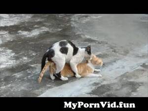 Cats Mating Porn - Bengals mating #catsmating â¤ï¸ #Bengalsmating â¤ï¸ðŸ’°ðŸ†ðŸ†ðŸ”¥ from harmoney ranew  cat sex video Watch Video - MyPornVid.fun